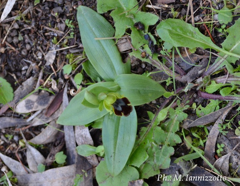 Particolare del fiore di Ophrys fusca